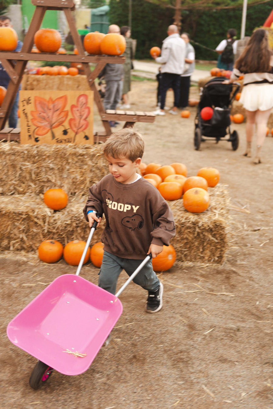 A boy pushing a wheelbarrow through the pumpkin field